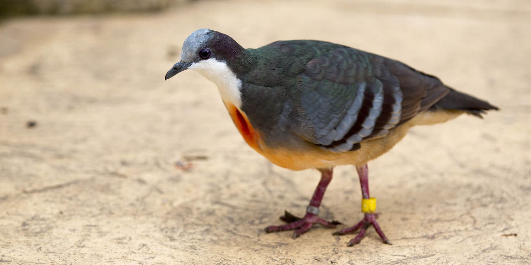 Gallicolombe poignardée - Les animaux de La Serre Tropicale des Oiseaux - ZooParc de Beauval