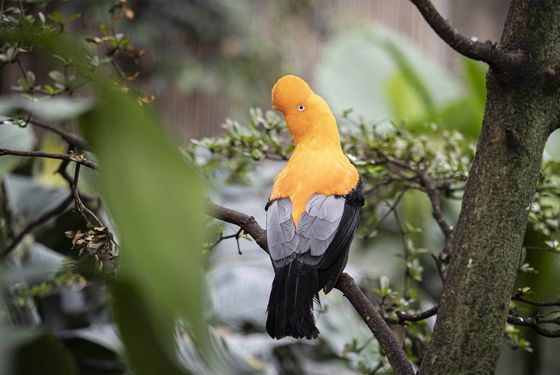 Andean cock-of-the-rock