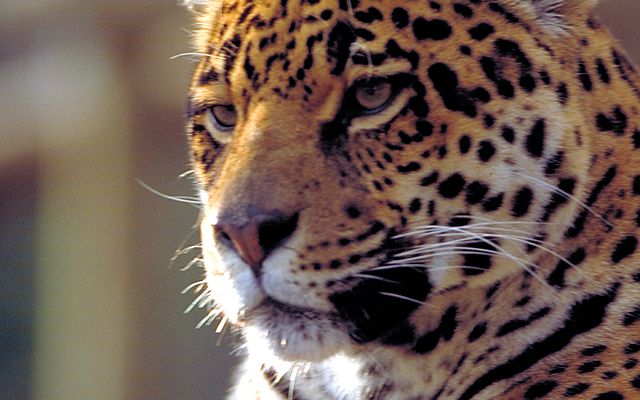 Jaguar - L'histoire du ZooParc