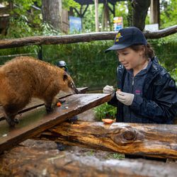 Enfant en soigneur d'un jour junior en train de nourrir un Coati roux au ZooParc de Beauval.