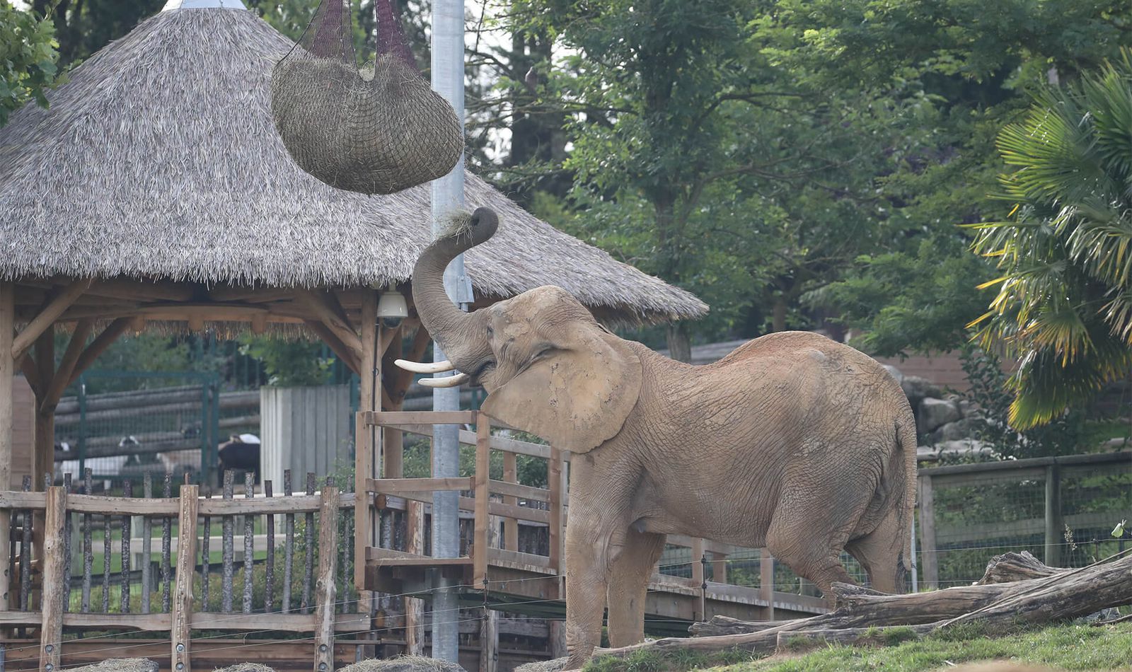 Éléphant d'Afrique - Animaux extraordinaires du ZooParc