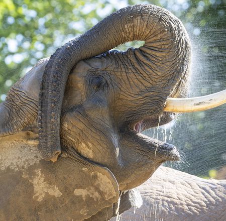 Fraîcheur à Beauval - Visiter le ZooParc de Beauval