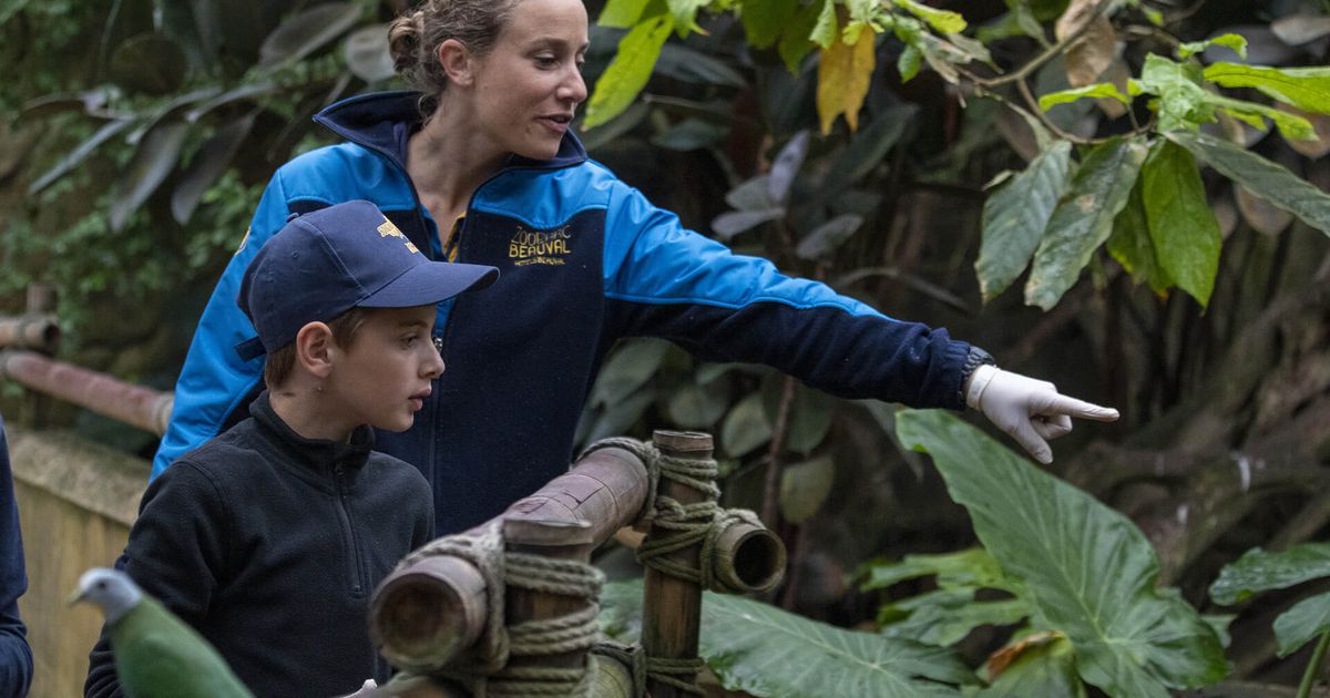 2020 Zoo De Beauval : Au Coeur De La Machine