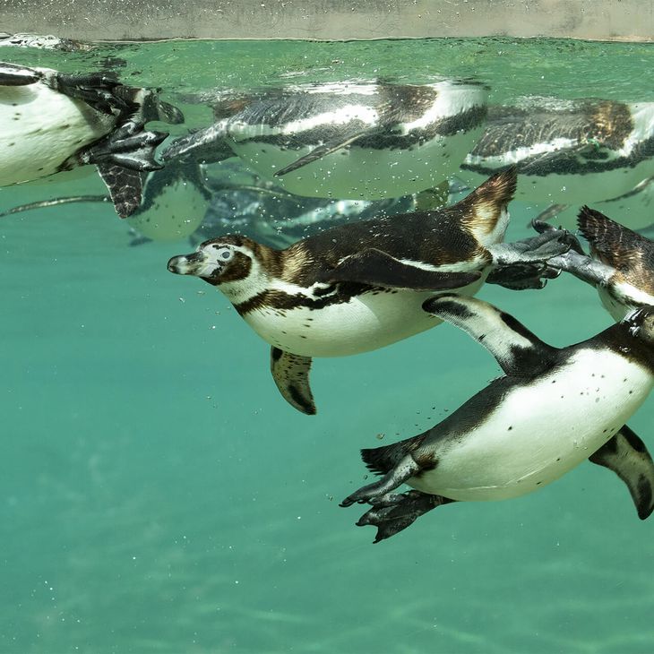 Humboldt penguin | ZooParc de Beauval