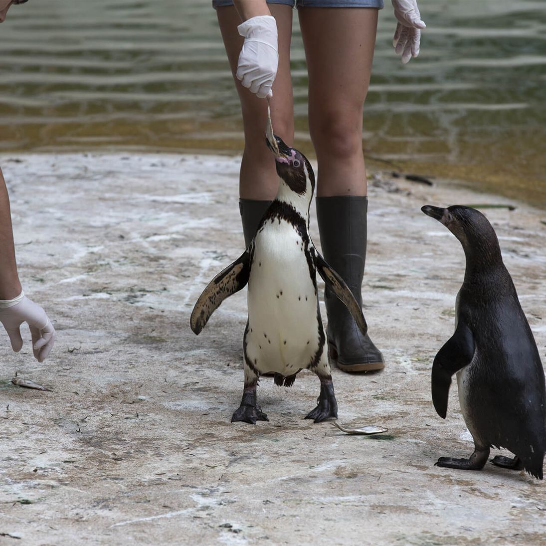 Soigneur Dun Jour Zoo De Beauval Soigneur d'un jour | ZooParc de Beauval