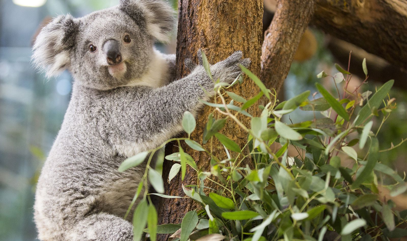 Koala - Animaux extraordinaires du ZooParc