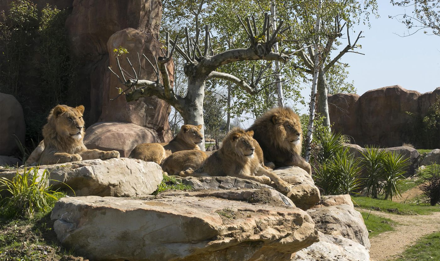 The extraordinary animals | ZooParc de Beauval
