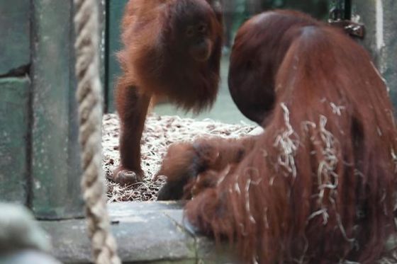 Tigu et les femelles orangs-outans : sujets d’une étude éthologique