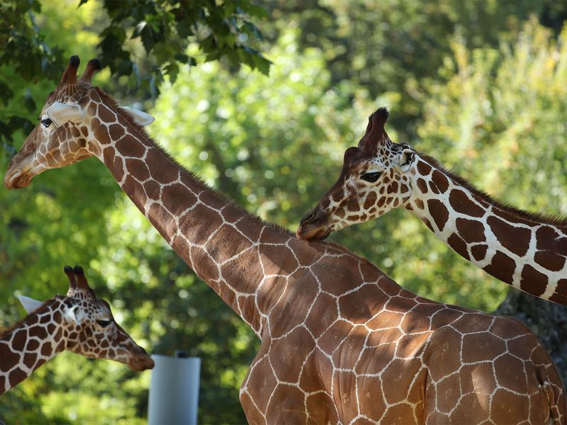 Reticulated giraffes
