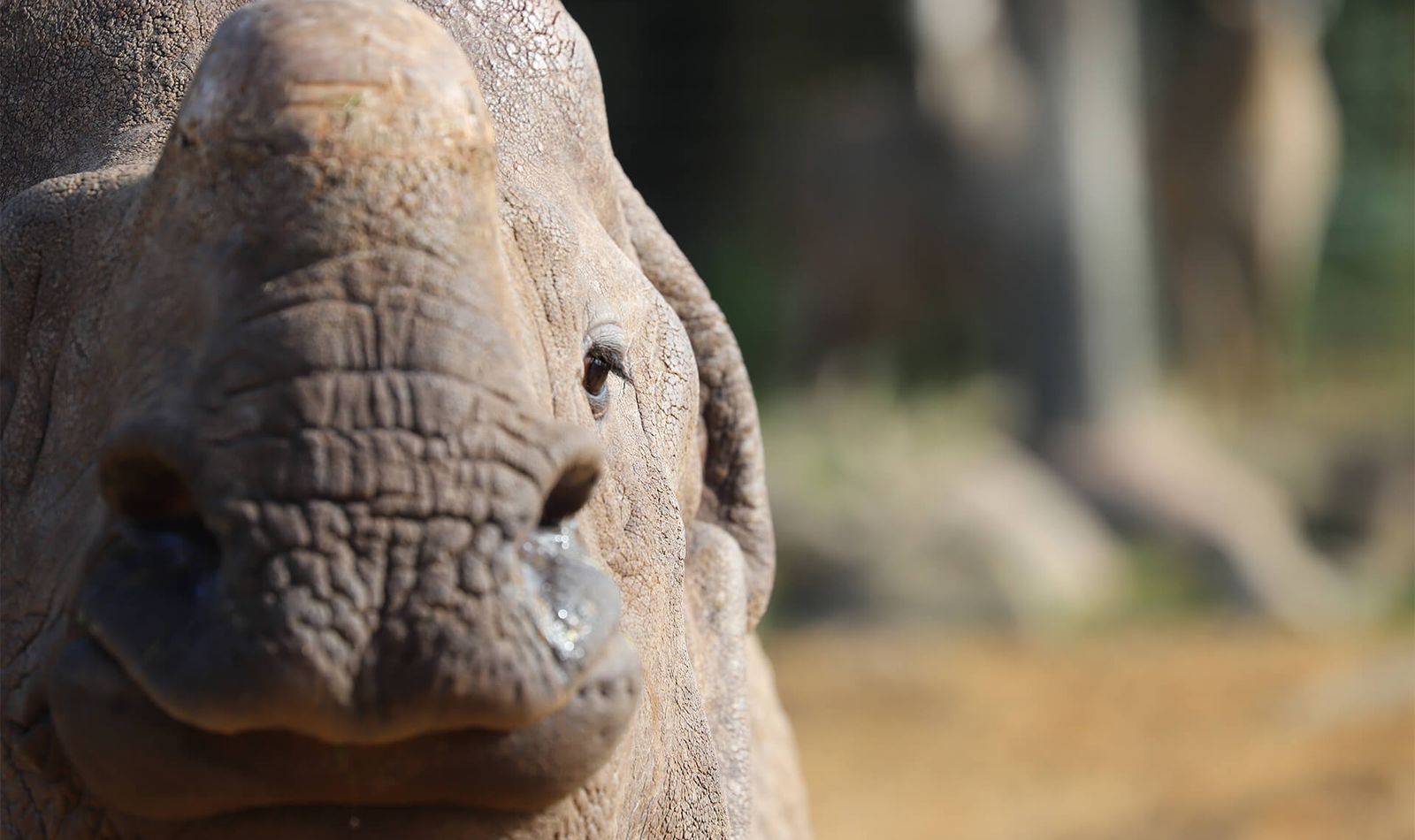 Rhinocéros indien - Animaux extraordinaires du ZooParc