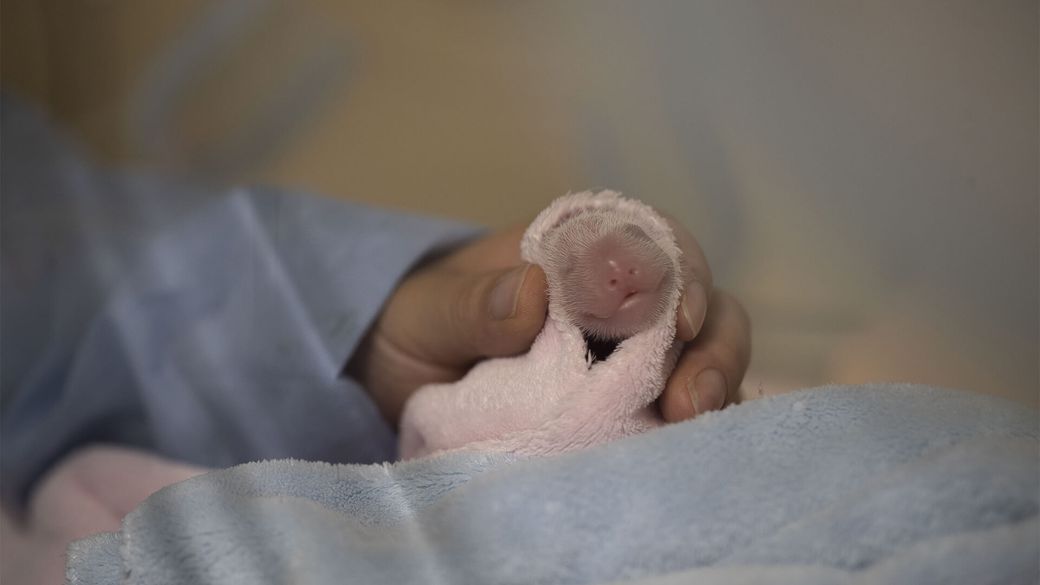 One of the twins warm in her incubator - Panda cubs - ZooParc de Beauval