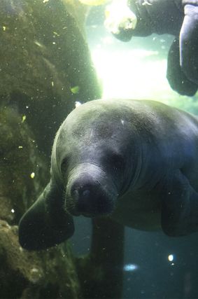 Guided tour, inside the Equatorial Dome - Activity - ZooParc de Beauval