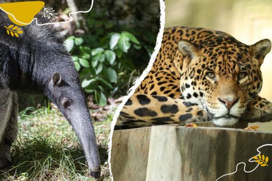 Amérique du Sud : fourmiliers et jaguars protégés à l’honneur
