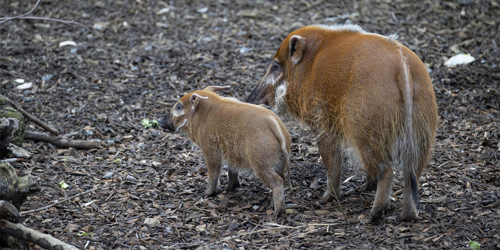 Potamochères - Les animaux de La Réserve des Hippopotames - ZooParc de Beauval