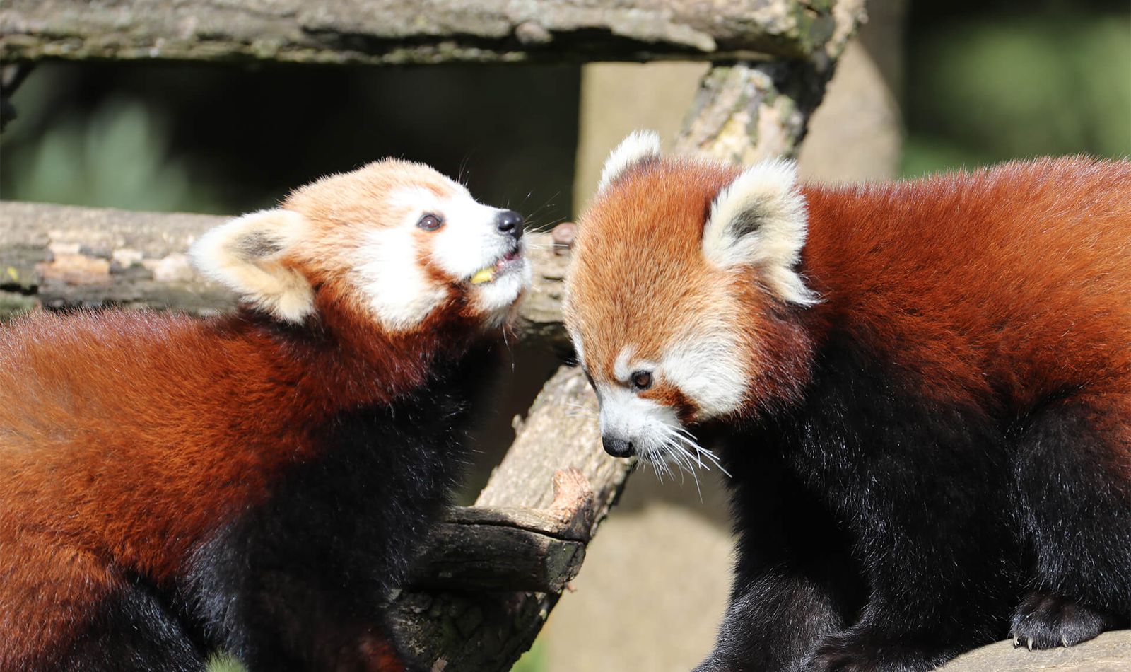 Pandas roux - Animaux extraordinaires du ZooParc