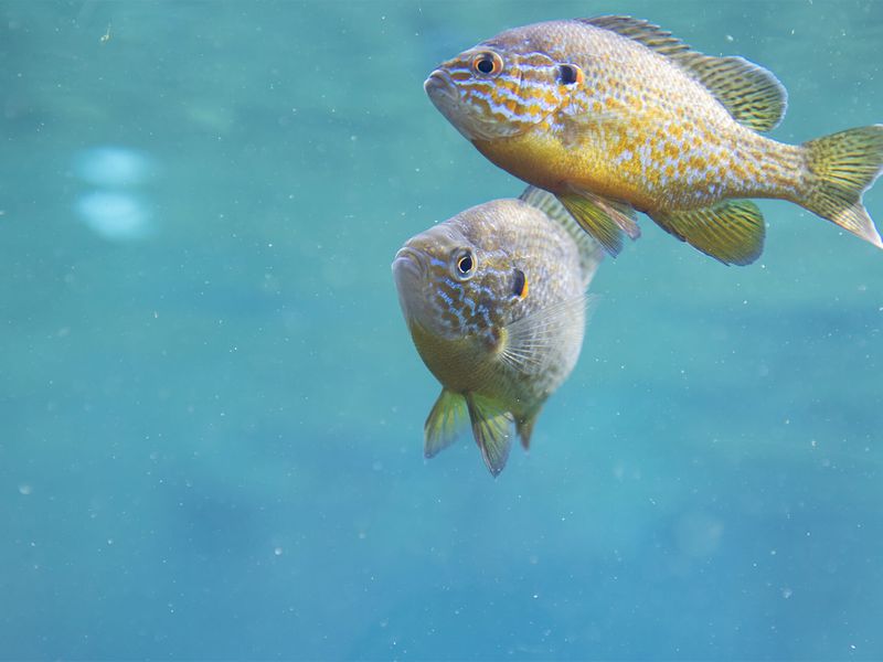 Poissons - Les animaux du Dôme Équatorial - ZooParc de Beauval