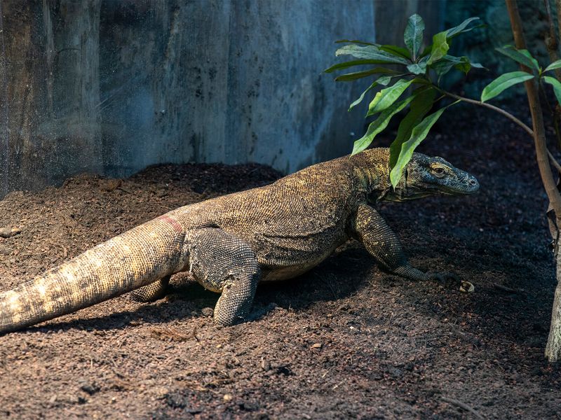 Dragon de Komodo - Animaux extraordinaires du ZooParc