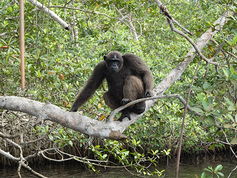 Reprise Help Congo - Association Beauval Nature - ZooParc de Beauval Reprise Help Congo - Association Beauval Nature - ZooParc de Beauval