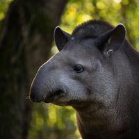 Tapir terrestre - Animaux extraordinaires du ZooParc