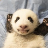 Fleur de Coton - Jumelle bébés panda - ZooParc de Beauval Fleur de Coton - Jumelle bébés panda - ZooParc de Beauval