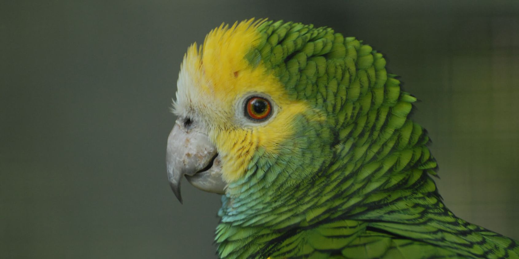 Amazone à tête jaune - Les animaux de La Rotonde des Perroquets - ZooParc de Beauval