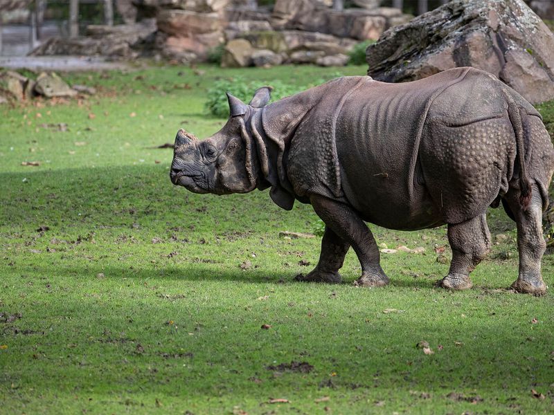 Rhinocéros indien - Animaux extraordinaires du ZooParc