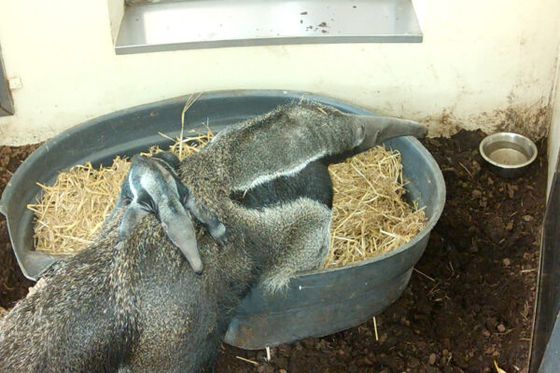 Excellente nouvelle : un bébé fourmilier géant est né à Beauval !