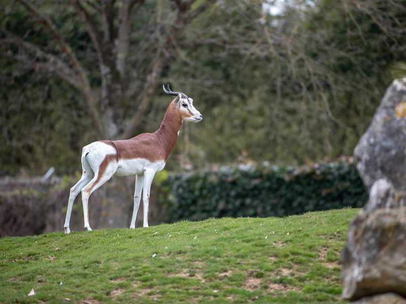 Arrivée gazelles de Mhorr - Nouveauté - Les animaux de La Savane Africaine - ZooParc de Beauval