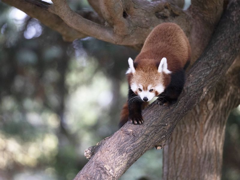 Panda roux, espèce protégé par un programme de conservation soutenu par l'association Beauval Nature