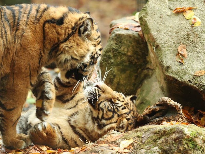 Bébés tigres - Les animaux du Bois des Fauves - ZooParc de Beauval