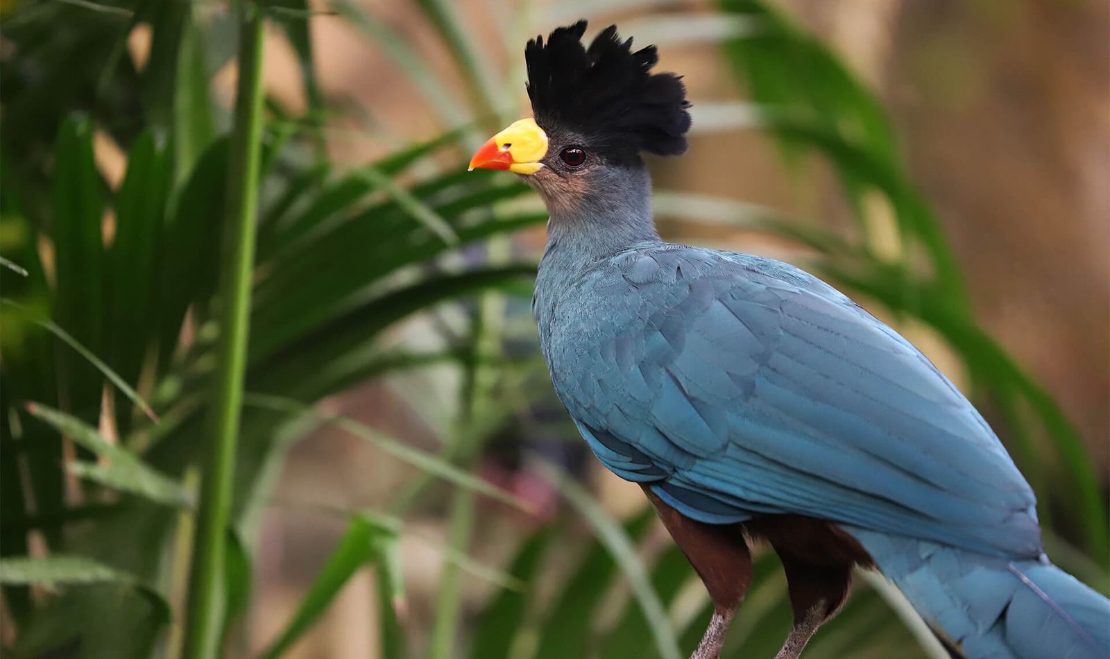 La Serre Tropicale des Oiseaux - Territoire du ZooParc de Beauval