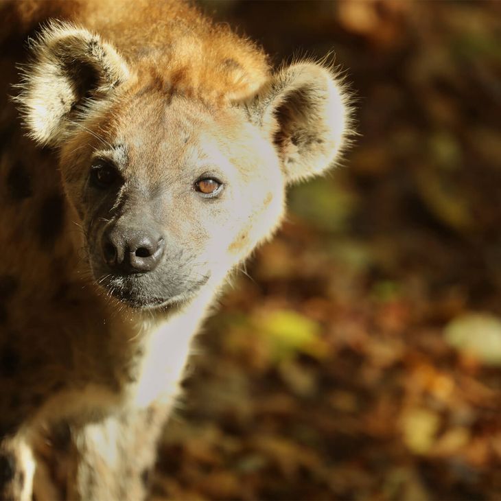 Hyène - Dossiers de presse - ZooParc de Beauval