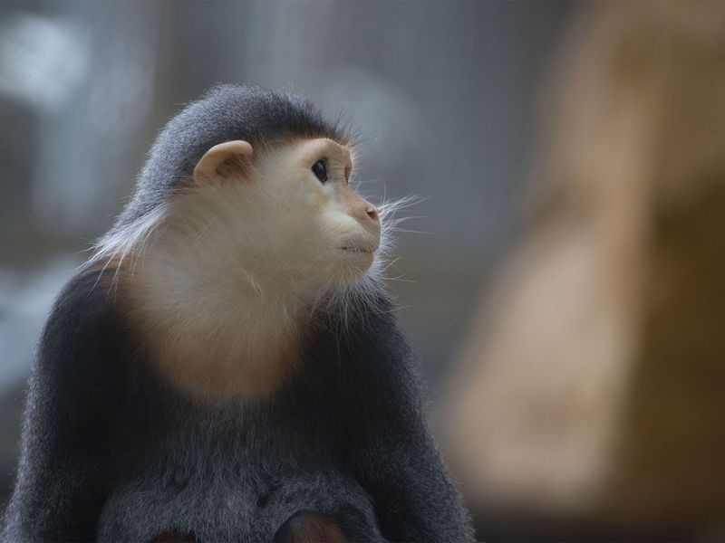 Langur de Douc - Animaux extraordinaires du ZooParc