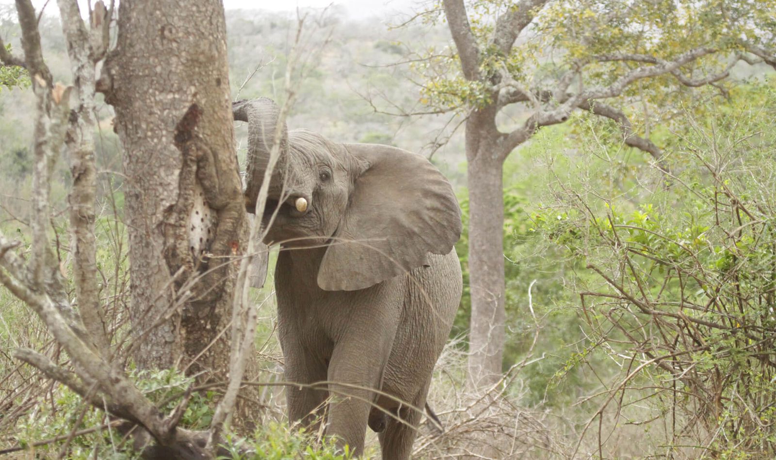 Éléphant sauvage en Afrique - Nos missions - ZooParc de Beauval