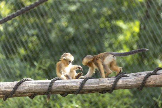 Voici les prénoms des deux bébés singes dorés : Jinli et Jinyou !