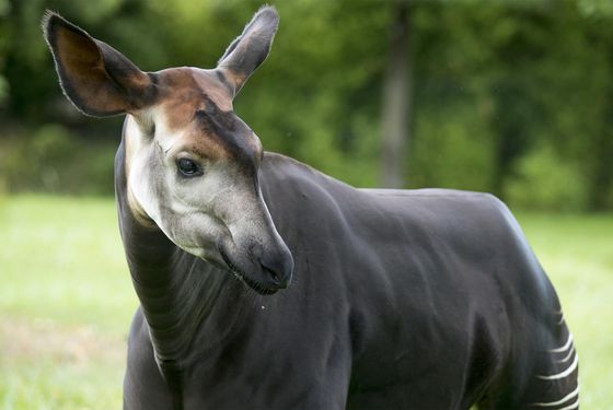 Rencontrer les okapis - Activité pédagogique Soigneur d'un Jour junior - ZooParc de Beauval Rencontrer les okapis - Activité pédagogique Soigneur d'un Jour junior - ZooParc de Beauval