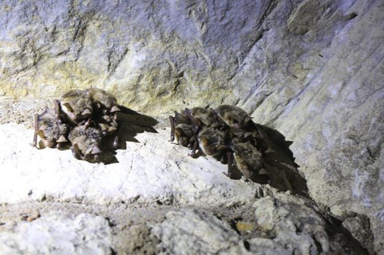 La Nuit internationale de la chauve-souris fête ses 30 ans !