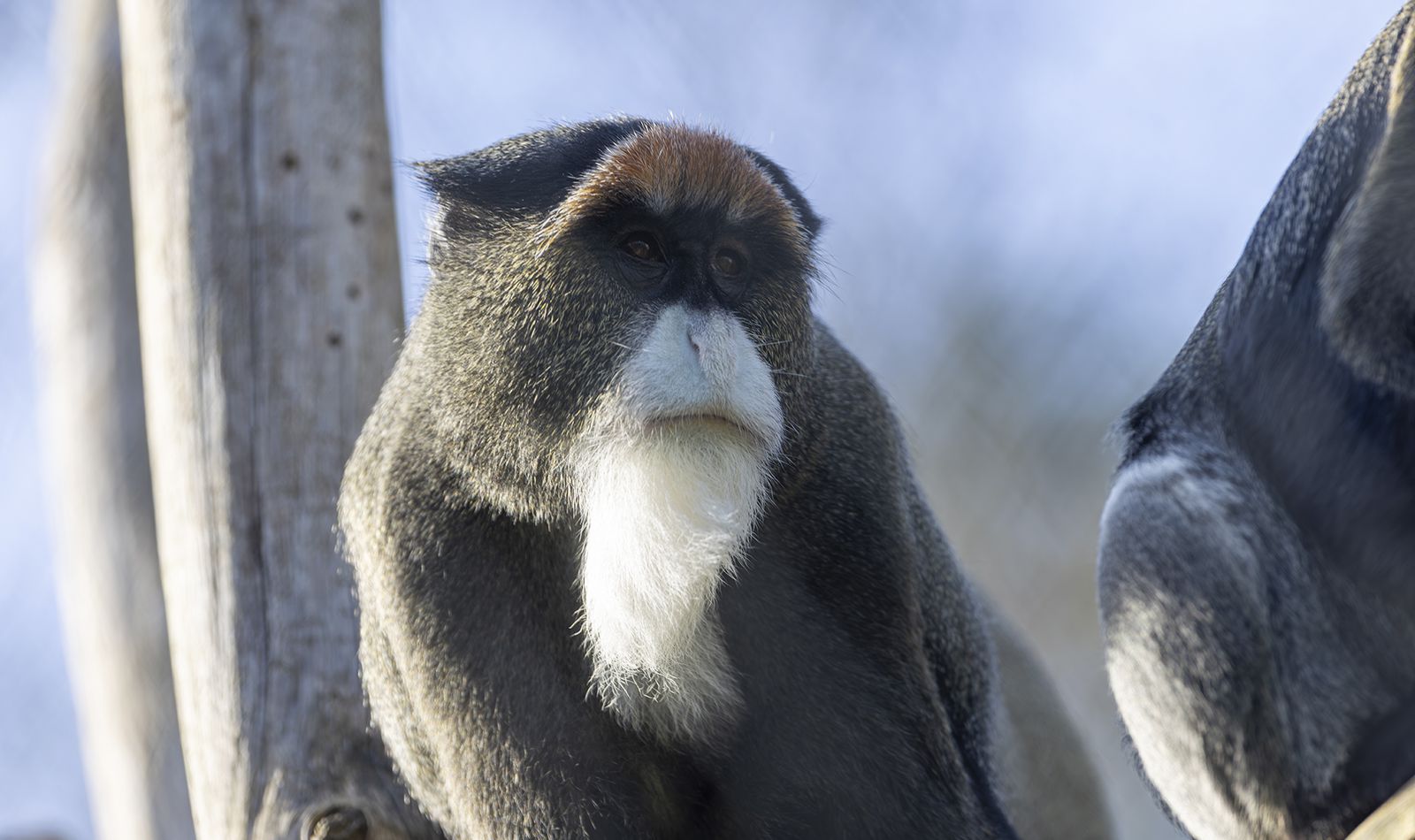 The Monkey Pathways