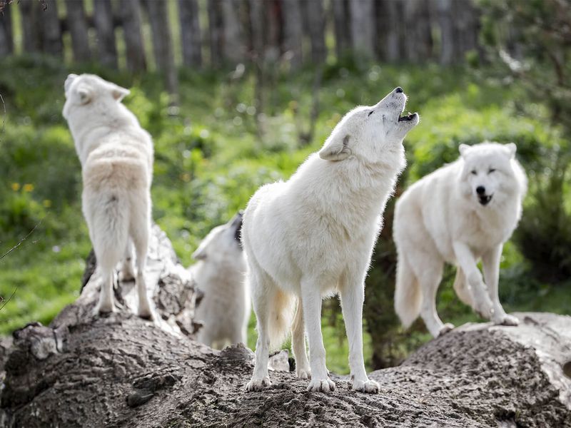 Groupe de loups arctiques - Les animaux du Territoire Nord-Américain - ZooParc de Beauval