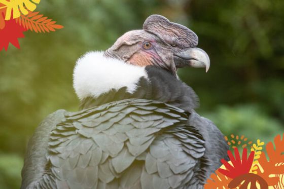 Immersion en Amérique à la Maison Beauval Nature du 5 juillet au 3 août 2025 !