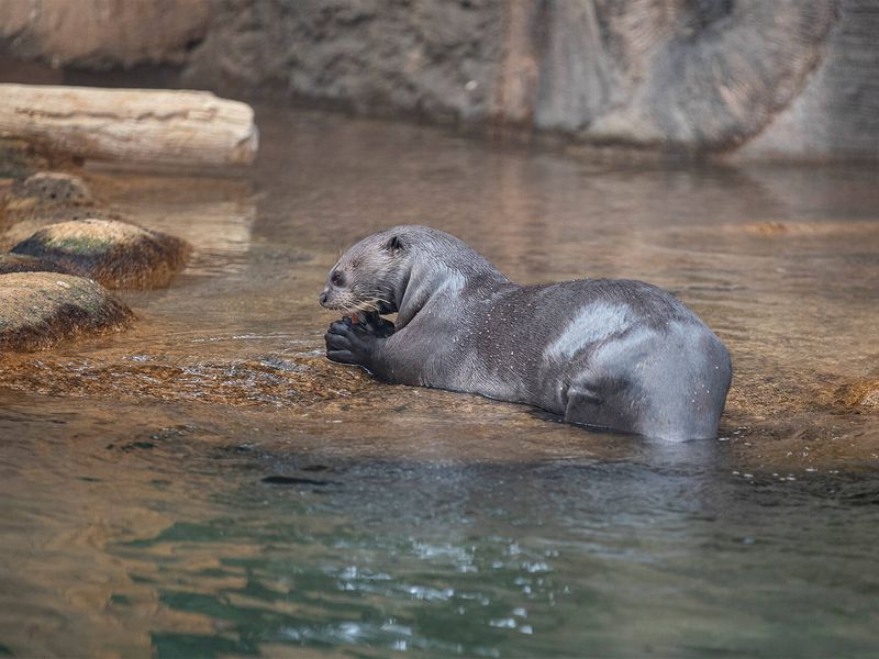 Loutre géante - Animaux extraordinaires du ZooParc