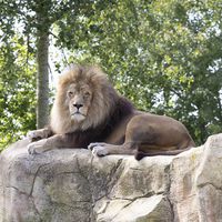 African Lion