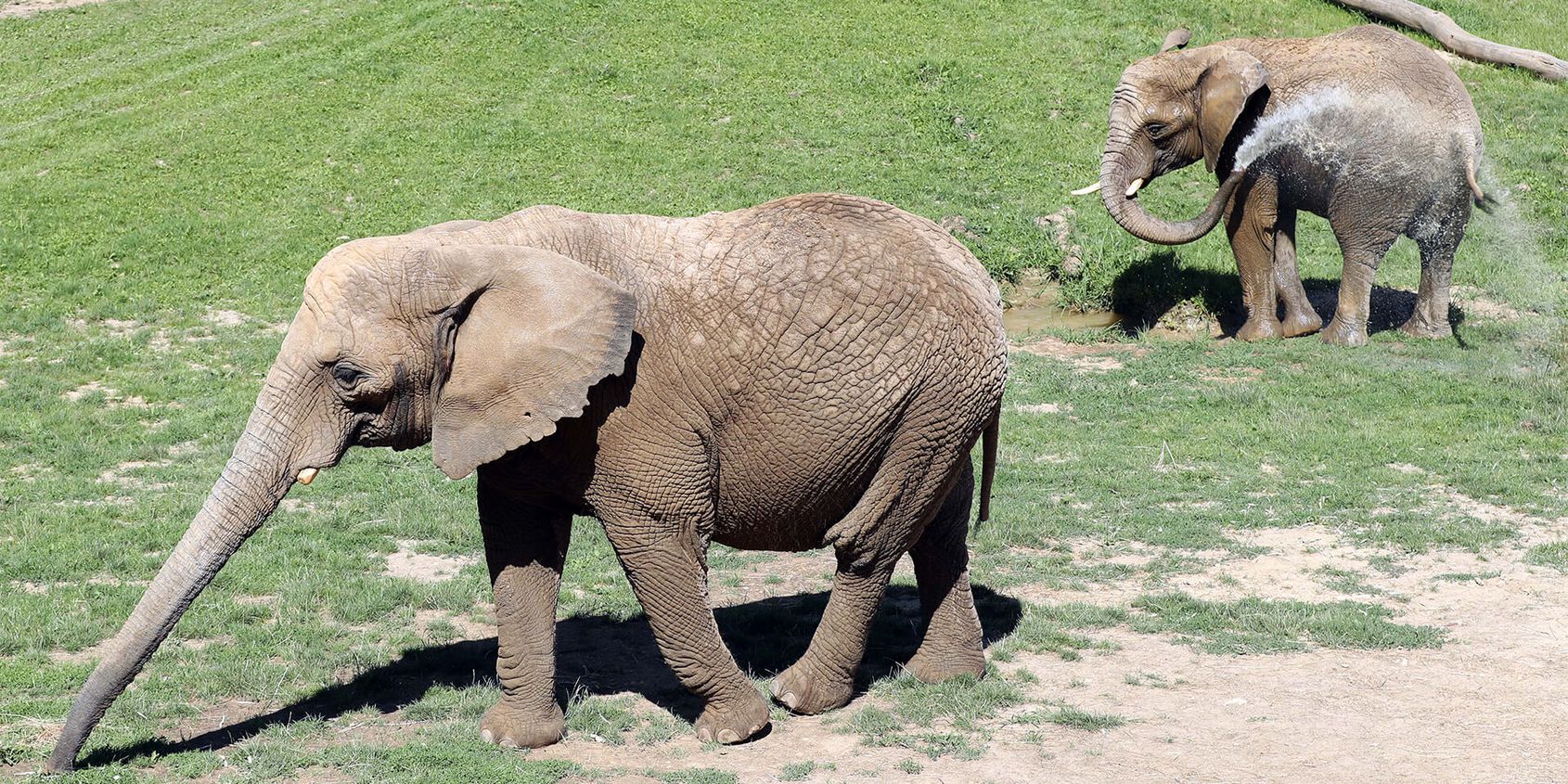 Éléphants utilisant leurs trompes - Les animaux de La Plaine des Éléphants - ZooParc de Beauval