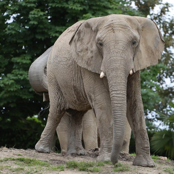 Visiter La Plaine des Éléphants - Éléphant d'Afrique - ZooParc de Beauval