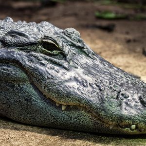 Alligator du Mississipi - Animaux extraordinaires du ZooParc