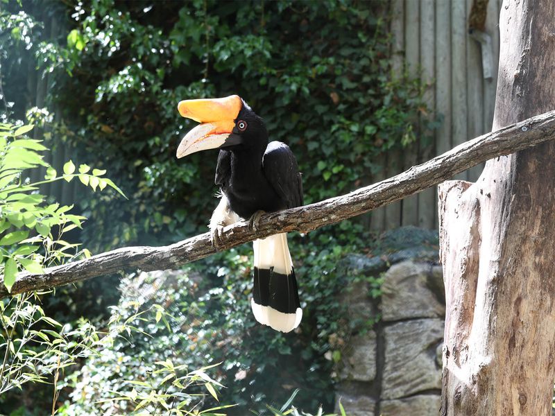 Femelle calao rhinocéros - Les animaux de La Serre Tropicale des Oiseaux - ZooParc de Beauval