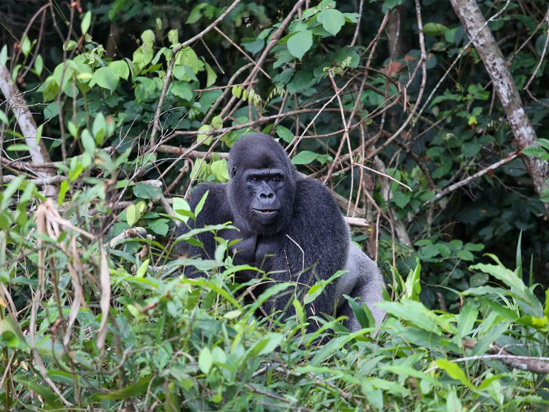 Gorille des plaines de l'Ouest dans la nature - Beauval Nature - ZooParc de Beauval