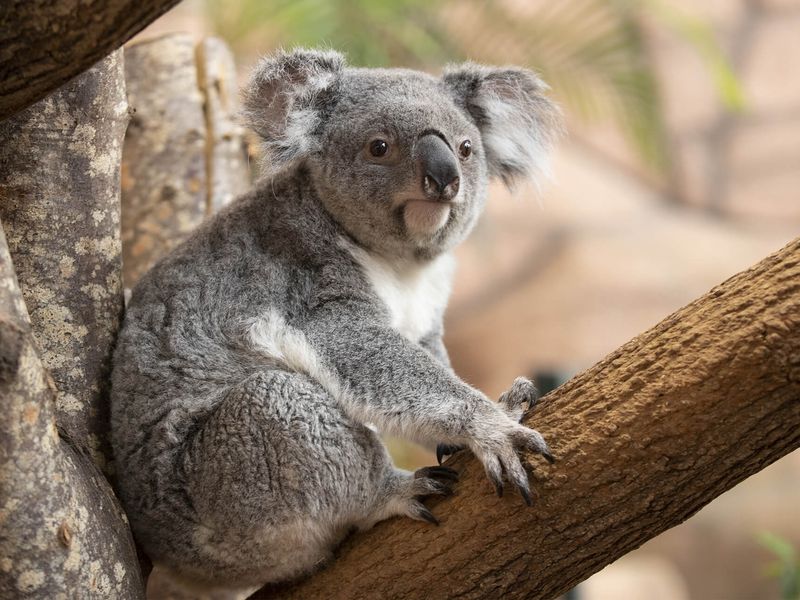 Koala - Animaux extraordinaires du ZooParc