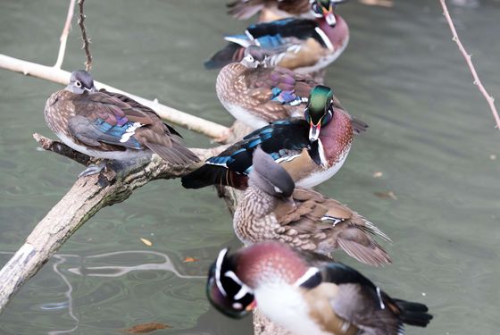 Canards