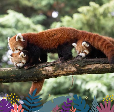 Animations Maison Beauval Nature - Tour du Monde - ZooParc de Beauval